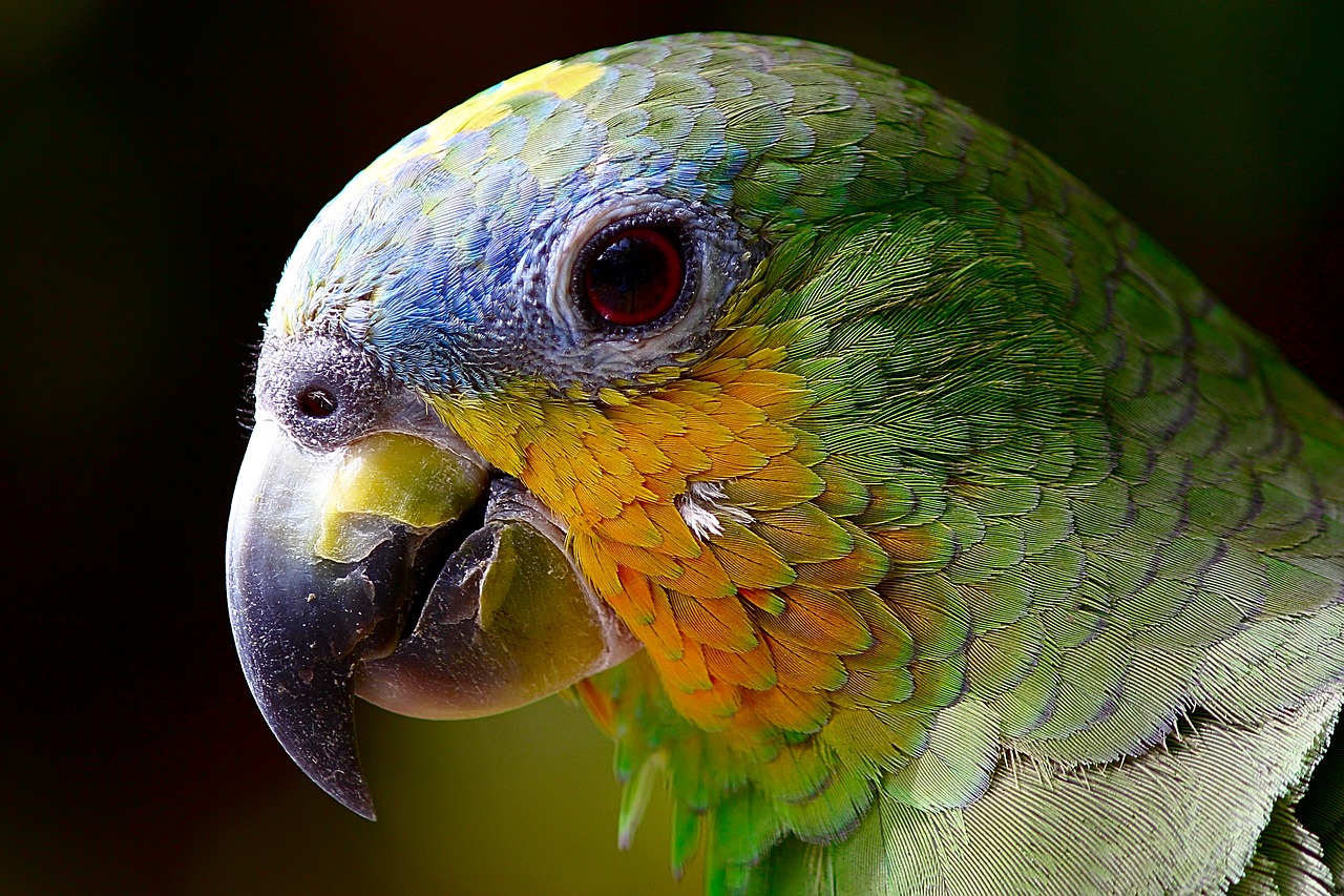 Zaplijenjena papiga koju su brazilski kriminalci koristili umjesto stražara