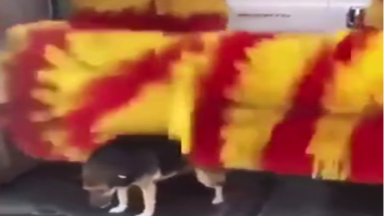 VIDEO Ulični pas ušetao u autopranicu i oduševio prisutne svojim potezom