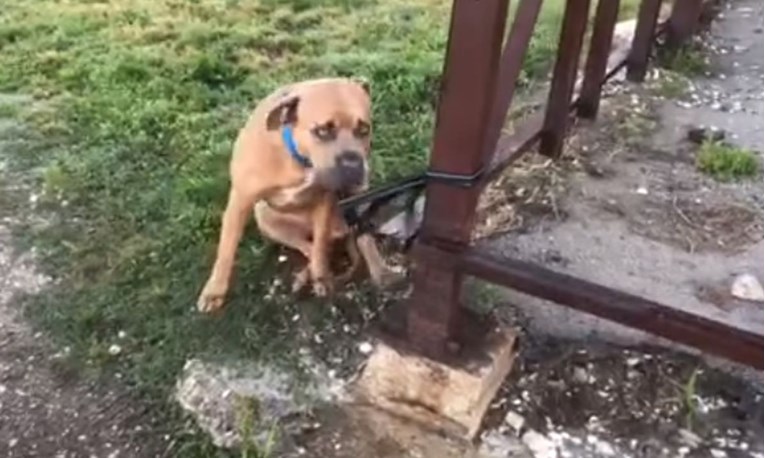 Našli psa vezanog za ogradu s pretužnom porukom, a onda se dogodilo pravo čudo