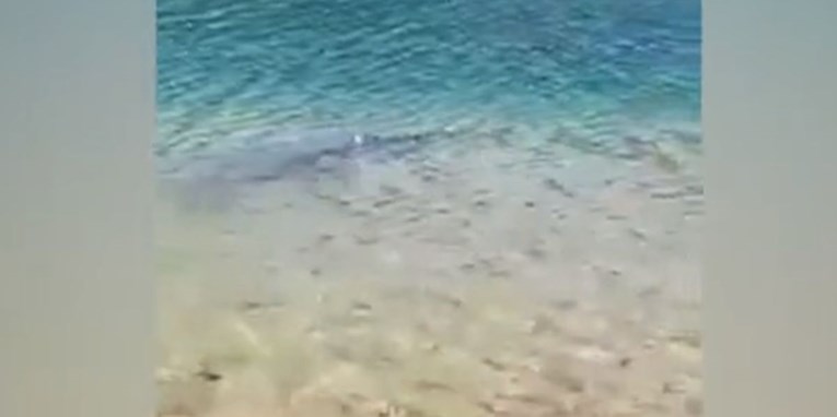VIDEO Morski pas upao u dalmatinsko naselje: "Toga kod nas nikad nije bilo"