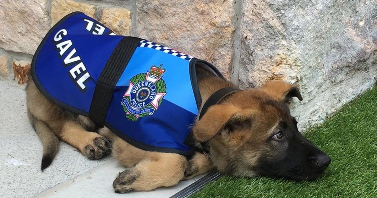 Biste li ih udomili? Ovi štenci ne mogu u policiju jer su prevelike maze