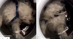 Glupača ugurala psa u perilicu za rublje da skupi nove pratitelje na Instagramu