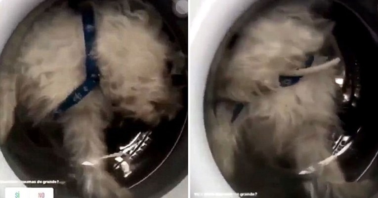 Glupača ugurala psa u perilicu za rublje da skupi nove pratitelje na Instagramu
