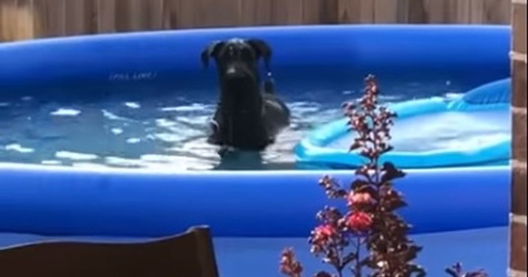 VIDEO Reakcija ovog psa nakon što ga vlasnik ulovi u bazenu je genijalna