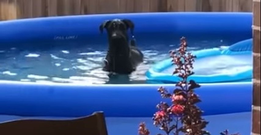 VIDEO Reakcija ovog psa nakon što ga vlasnik ulovi u bazenu je genijalna