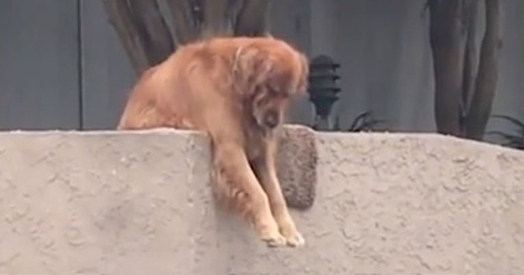 VIDEO Ovaj pas svakog dana visi sa zidića, a razlog ostavlja ljude bez riječi