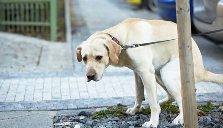 RIJEKA Pooštrena komunalna kontrola zbog sezone: Za ostavljanje psećeg izmeta kazna iznosi 500 kuna