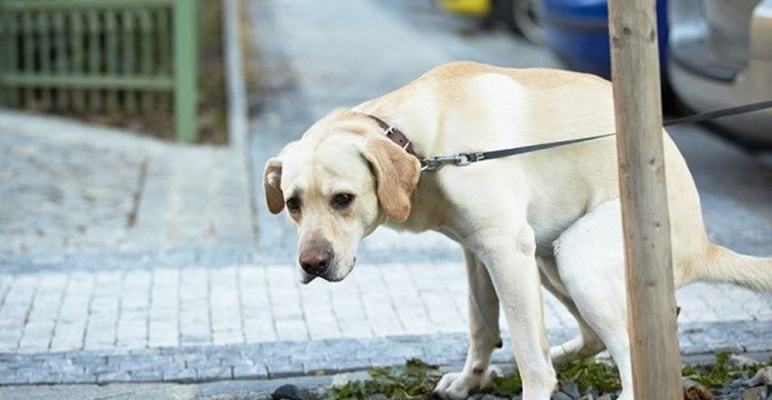 RIJEKA Pooštrena komunalna kontrola zbog sezone: Za ostavljanje psećeg izmeta kazna iznosi 500 kuna