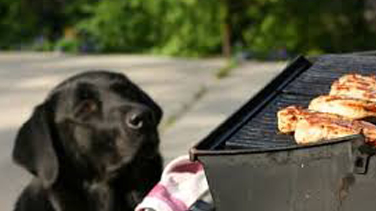 Meso s roštilja nije za pse - saznajte zašto