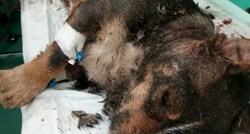 Uginuo psić kojeg je neko ljudsko smeće živog zakopalo