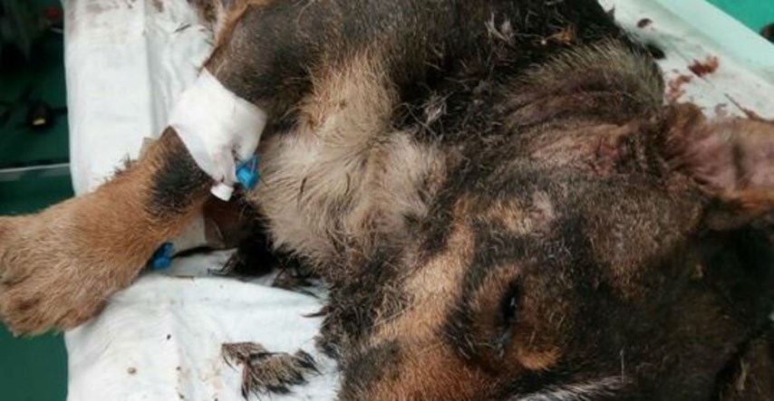 Uginuo psić kojeg je neko ljudsko smeće živog zakopalo