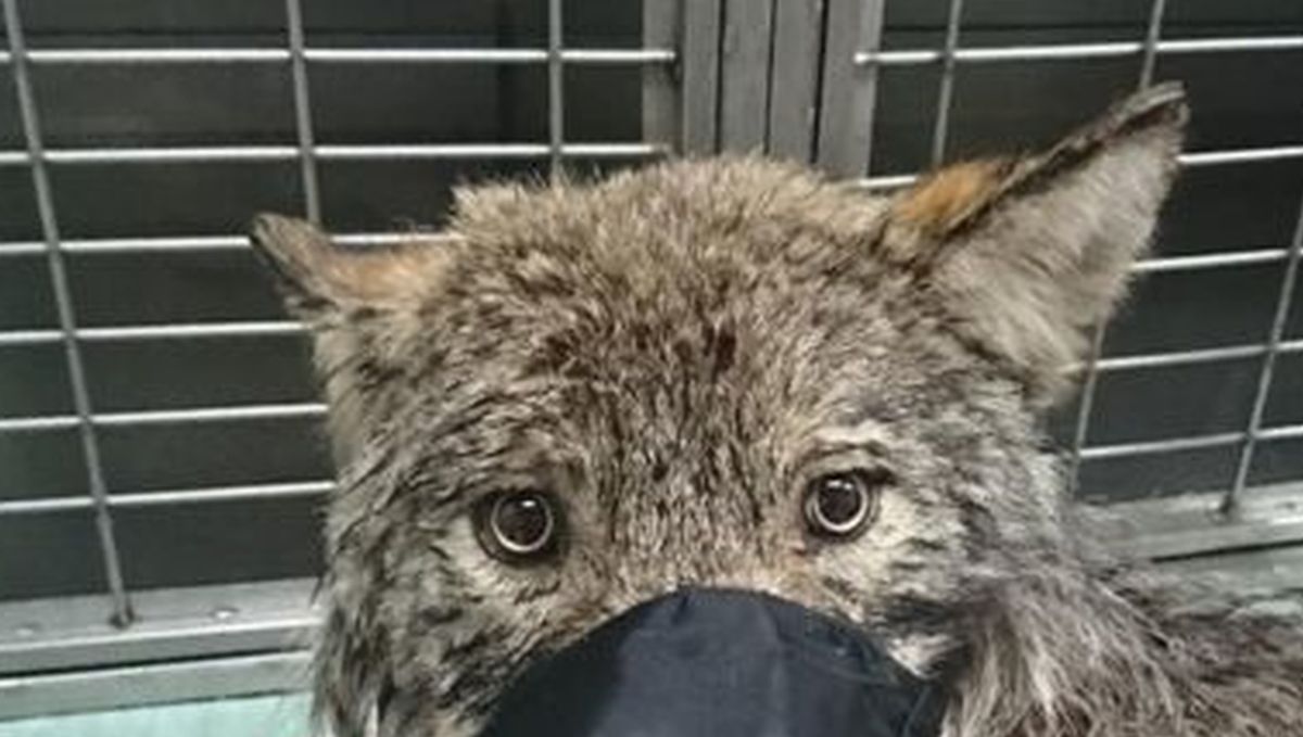 Spasili smrznutog psa, tek kod veterinara su shvatili kakvu su zvijer našli