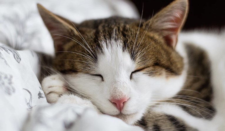 Saznajte zašto mačke obožavaju spavati s vama u krevetu