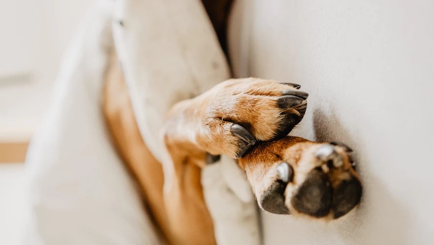 OPREZ! U Splitu bačen nervni otrov, mole se građani da paze na ljubimce