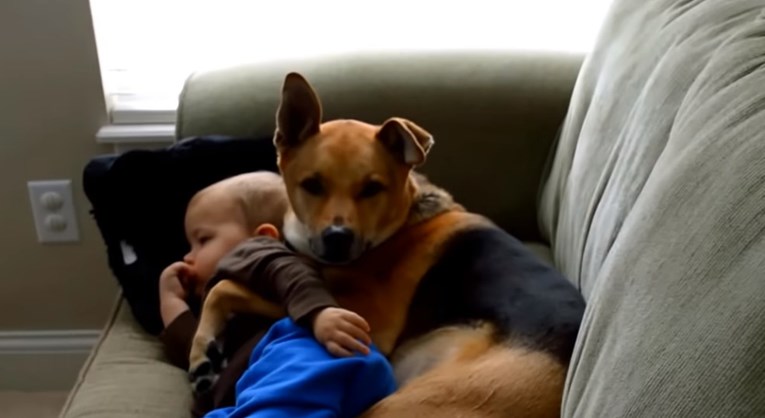 VIDEO Predivan pas čuva svog malog vlasnika koji je bolestan
