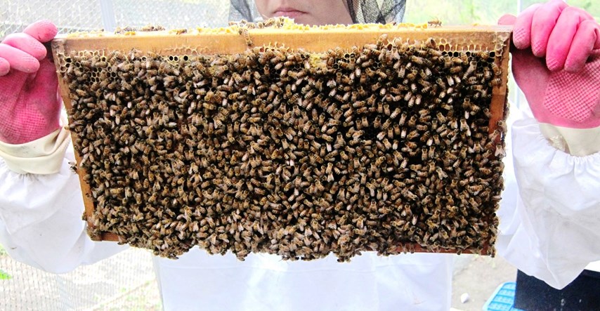 Pčele dresirane za otkrivanje eksploziva pronašle mine u Hrvatskoj