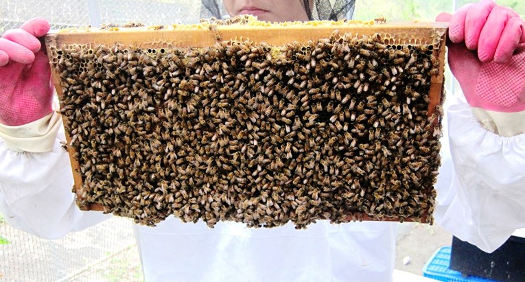 Pčele dresirane za otkrivanje eksploziva pronašle mine u Hrvatskoj