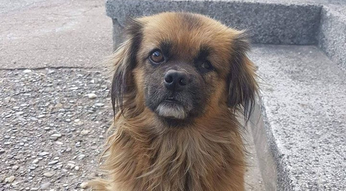 SISAK Vlasnici su ga izbacili na ulicu i on sada traži novi dom