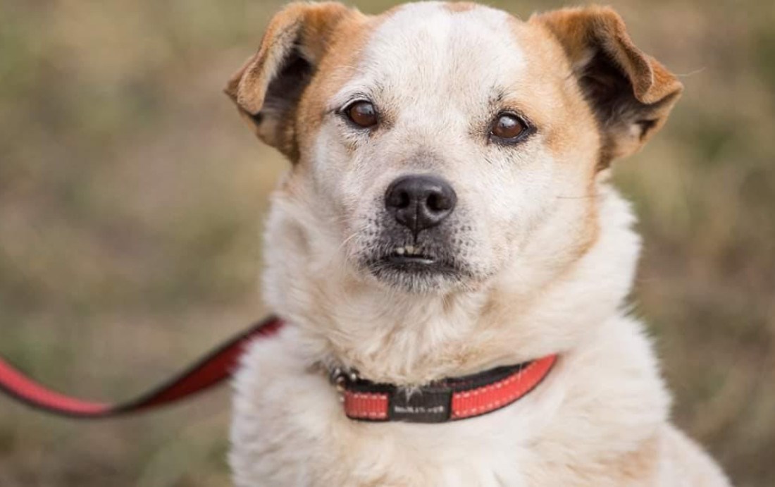 Nikome nije jasno zašto Pero još uvijek nije udomljen jer je pas bez mane