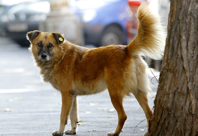 Južna Koreja zatvorila najveći kompleks klaonica pasa
