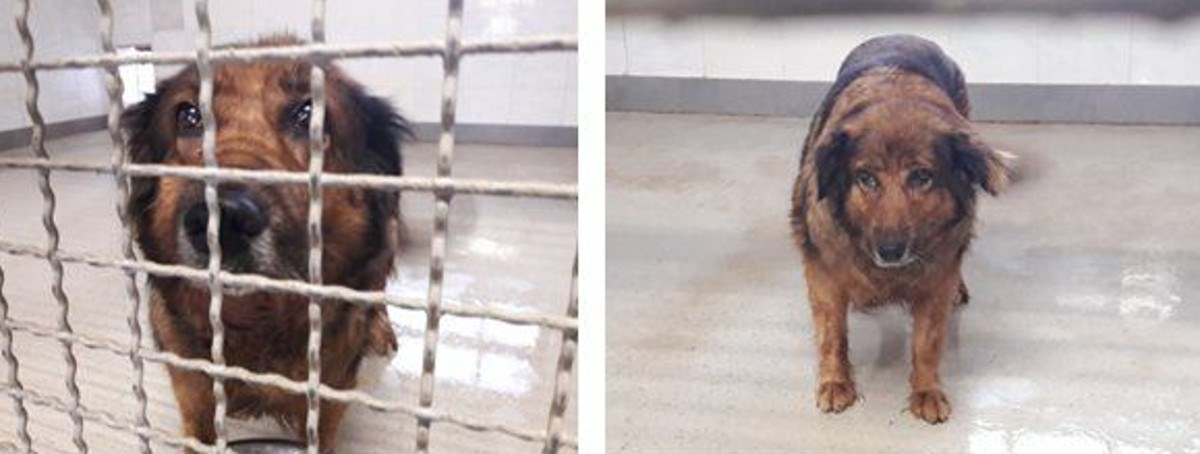 ZAGREB Nakon 12 godina kujica Goga ostala je bez vlasnice i sada vas moli da joj pomognete pronaći dom