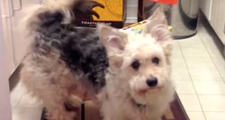 VIDEO Ovaj pas ima čudnu opsesiju koja je nasmijala njegove vlasnike do suza