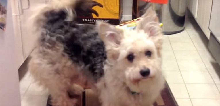 VIDEO Ovaj pas ima čudnu opsesiju koja je nasmijala njegove vlasnike do suza
