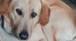 Labrador Leo traži novi dom, vlasnica se zbog bolesti ne može brinuti o njemu