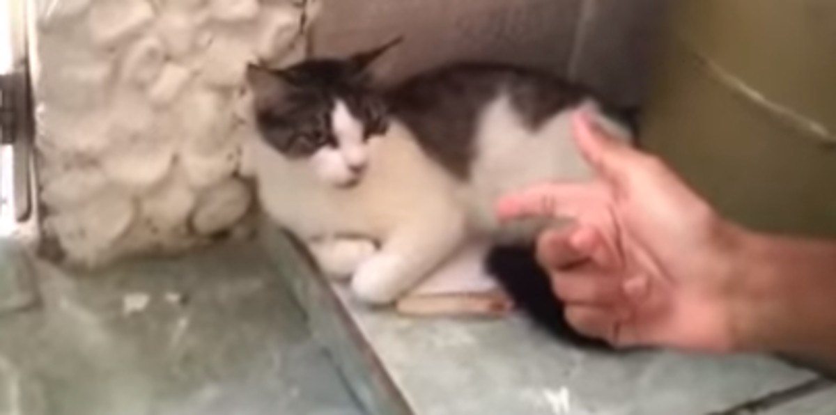 Raspjevana mačka postala hit na internetu, kažu da pjeva bolje od vlasnika