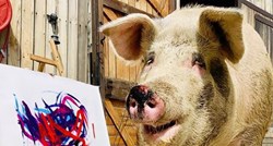 Talentiranu svinju prije 3 godine spasili su iz klaonice, danas ga zovu Pigcasso