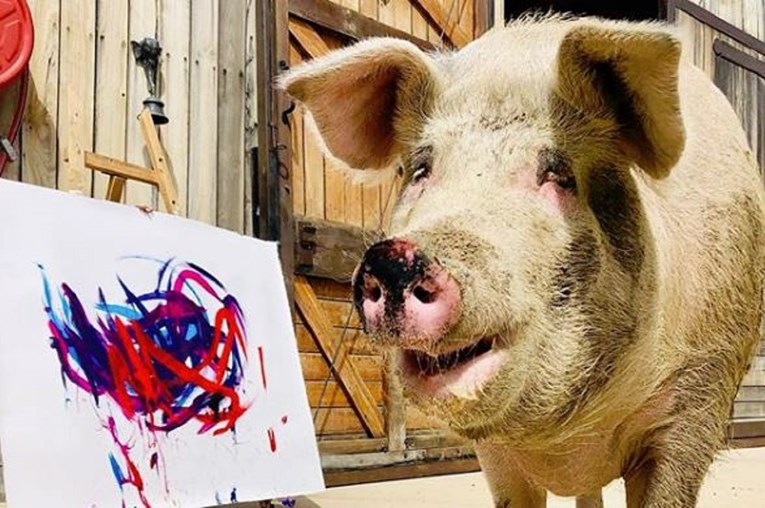 Talentiranu svinju prije 3 godine spasili iz klaonice, danas je zovu Pigcasso
