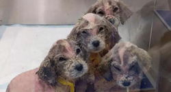 Pronašao je šest bezdlakih štenaca, nisu mogli vjerovati o kojoj se pasmini radi
