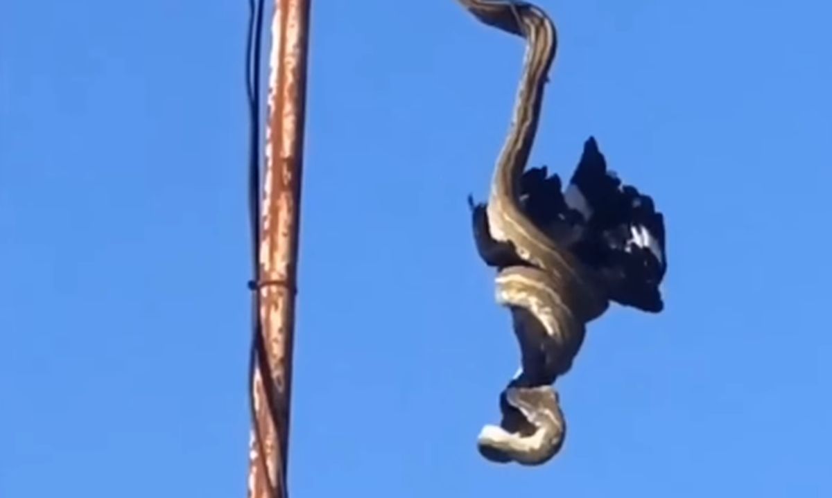 Snimila ogromnog pitona kako brutalno ubija pticu na anteni