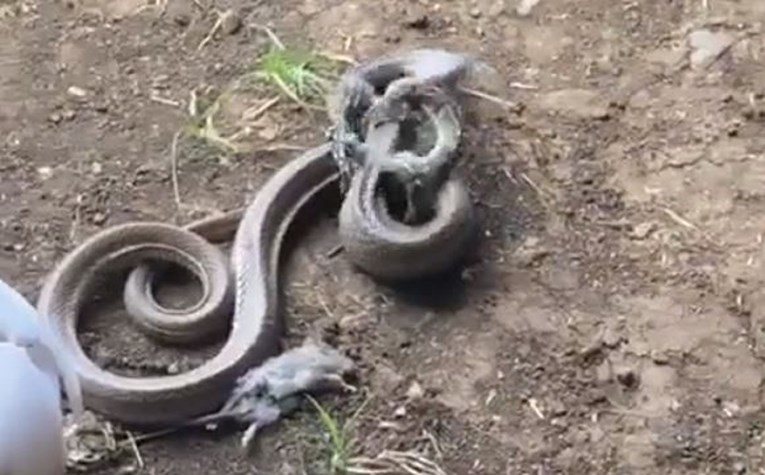 VIDEO Zmija se spremala pojesti štakora, pojavila se veća zmija i pojela nju