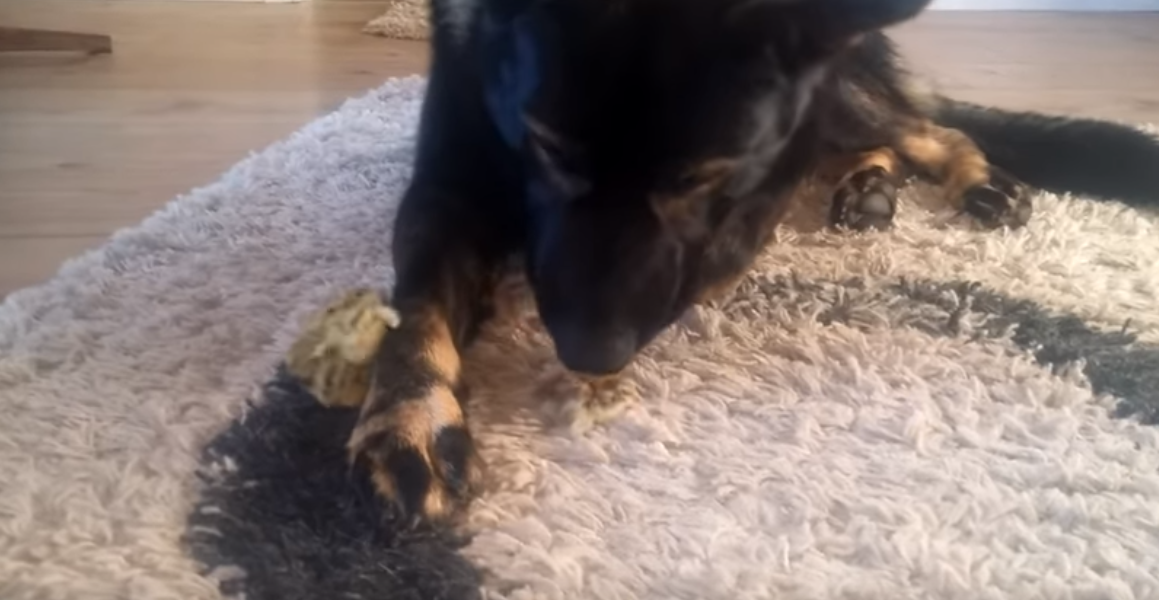 Njemački ovčar pazio malene ptičice te dokazao da je najbolji čuvar