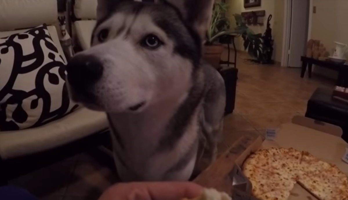 Pas ostao sam u prostoriji s komadom pizze, pogledajte što je učinio