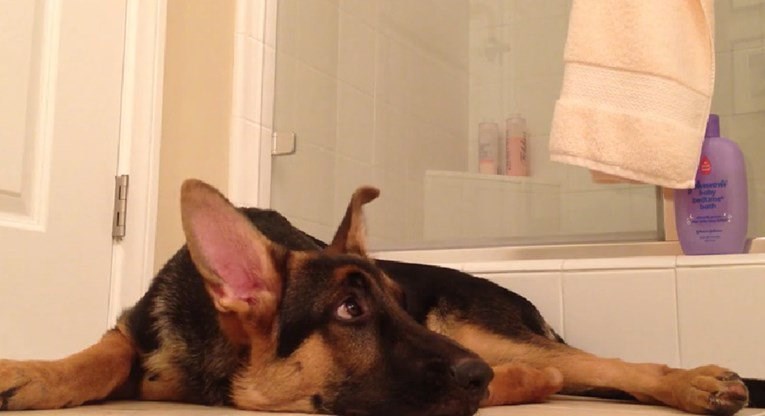 Ovaj njemački ovčar "pjeva" bolje od bilo kojeg haskija, ovo je dokaz za to