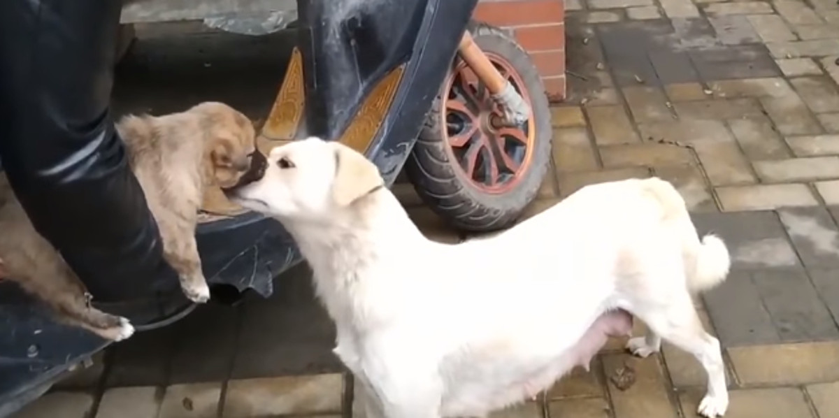 VIDEO Emotivni oproštaj lutalice i šteneta rasplakao je svijet