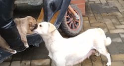 VIDEO Emotivni oproštaj lutalice i šteneta rasplakao je svijet