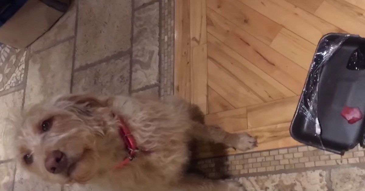 Baka ga kudila jer je pojeo meso iz kuhinje, a njegova reakcija je presmiješna