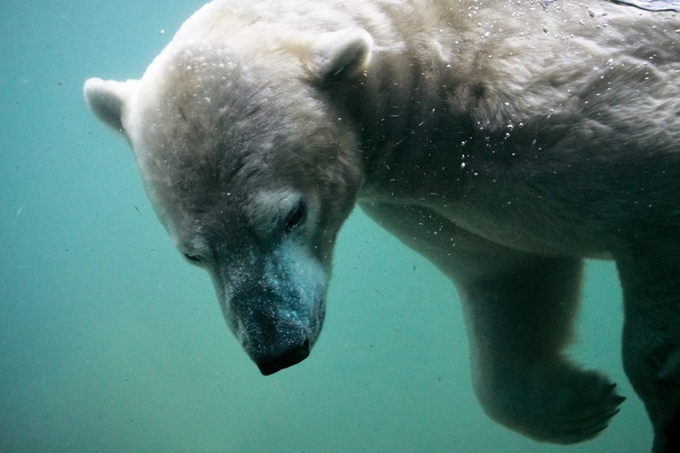 Polarni medvjed uzeo kamen i pokušao razbiti staklo bazena u ZOO vrtu