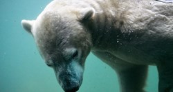 Polarni medvjed uzeo kamen i pokušao razbiti staklo bazena u ZOO vrtu