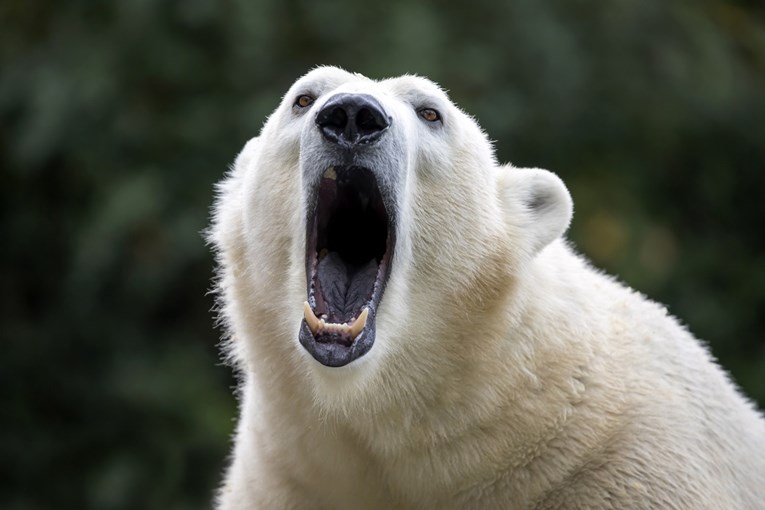 Polarni medvjed ubio oca dvoje djece u Kanadi: "Poginuo je kao junak"