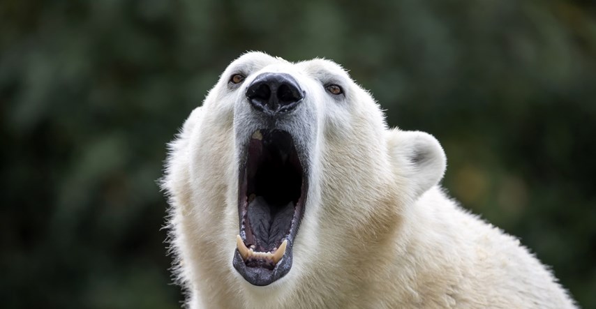 Polarni medvjed ubio oca dvoje djece u Kanadi: "Poginuo je kao junak"