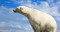 Polarni medvjed ubijen u susretu s turistima