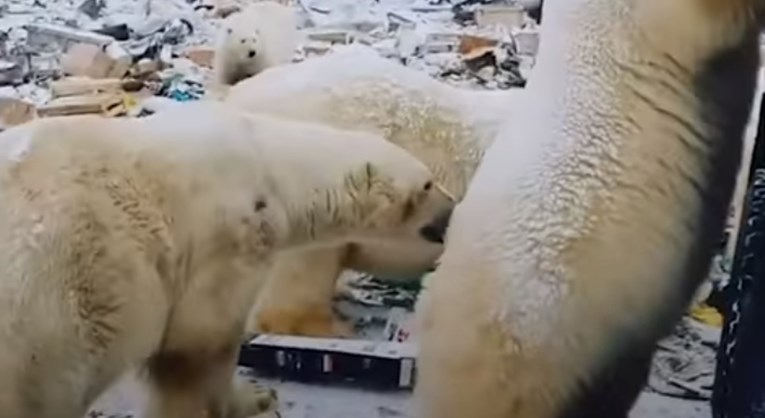 Najezda polarnih medvjeda u ruskom gradu šokirala svijet