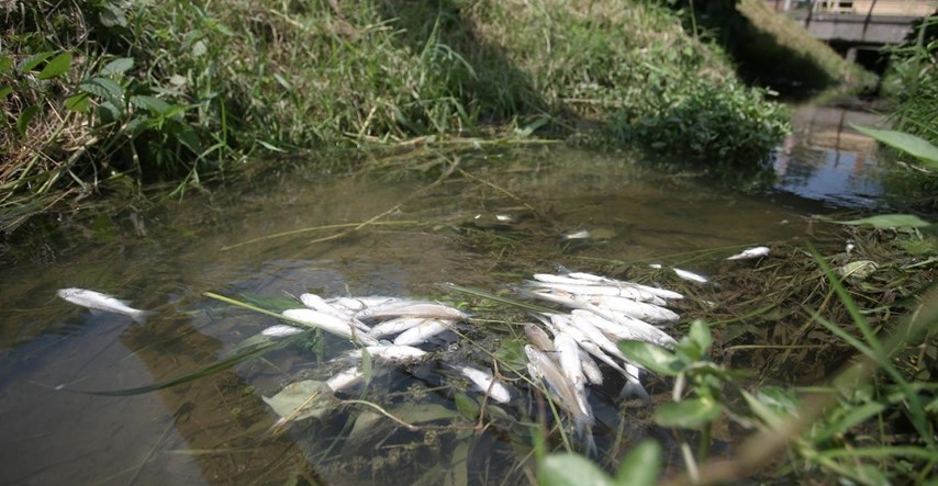 Pomor ribe u zagrebačkom potoku, evo što je utvrdila inspekcija