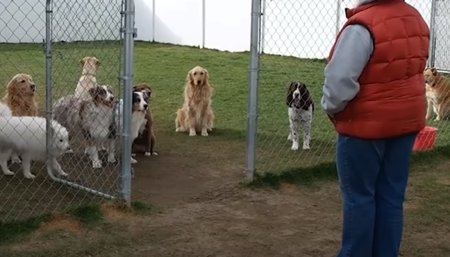 Ovi strpljivi psi i njihova vlasnica začudili su cijeli svijet, pogledajte zašto