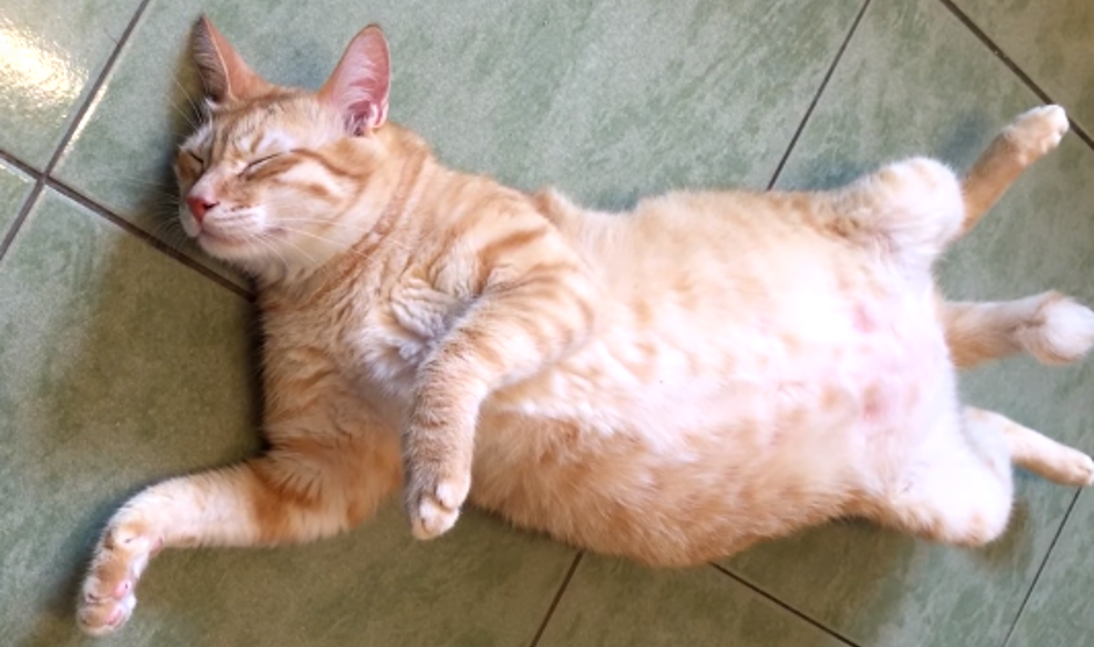 Maca se probudi svaki puta kada čuje zvuk otvaranja limenke