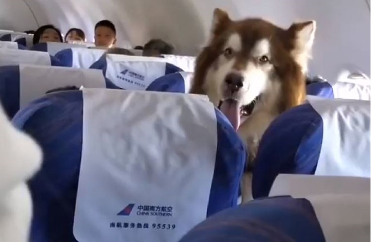 Preslatki pas iznenadio putnike, ali postoji dobar razlog zašto je bio u avionu